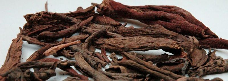 Ein Wirkstoff aus der TCM, die Lotwurz Onosma paniculata, hat sich als ein vielversprechender Kandidat bei schwarzem Hautkrebs entpuppt.