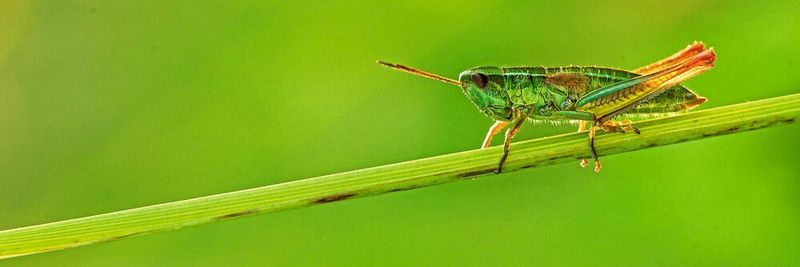 Insektenarten, wie diese Kleine Goldschrecke (Chrysochraon dispar), sind in ihren Beständen zurückgegangen.