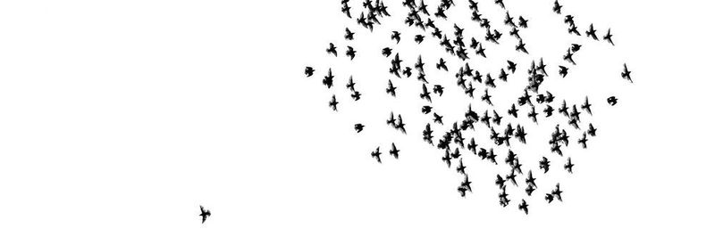 Ein Vogelschwarm hat eine besondere Art, sich fortzubewegen – Drohnenschwärme sollen mithilfe biointelligenter Algorithmen genauso agieren können.