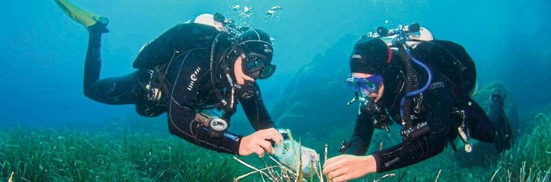 Taucher sammeln Blätter des Neptungrases (Posidonia oceanica) in der Bucht von Calvi auf Korsika.