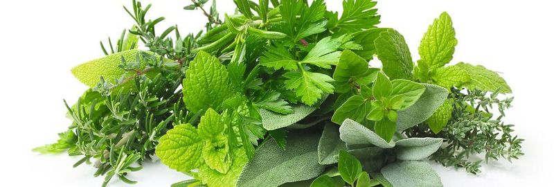 Fig.1: Herbs can contain pyrrolizidine alkaloids which can be harmful for consumers.