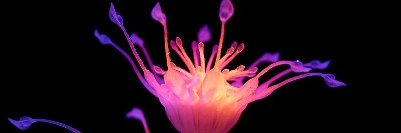 Die Hydrophytes sind eine Serie von fünf futuristischen Wasserpflanzen, die im Rahmen einer Masterarbeit im Bereich Industriedesign entstanden sind. Sie zeigen einen innovativen Ansatz zur Gestaltung organischer Bewegung im Multimaterial 4D-Druck.