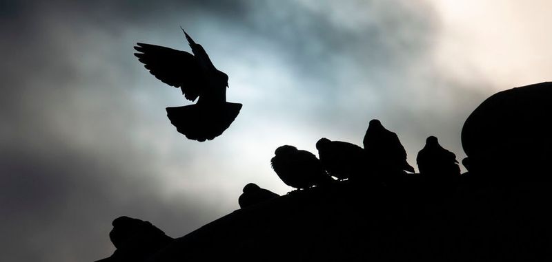 Taube im Anflug: Amerikanische Forscher untersuchten zunächst Flügel toter Tauben genau und versuchten dann, sie so gut wie möglich nachzubauen.