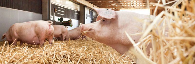 Eine denkbare Anwendung von Deep Learning wäre, im Rahmen eines Tierwohlmonitorings das Tierverhalten zu überwachen, um Stress frühzeitig zu erkennen.