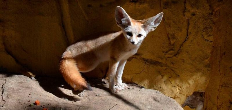 Hören wie ein Fennec: Forscher wolllen künftig Autos mit Mikrofonen ausstatten, damit diese ihre Umgebung hören können.