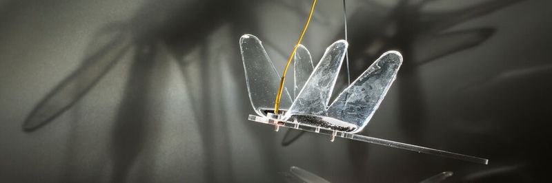 Ein Vorversuch an der University of Auckland: Bionische Libellen. Im Projekt „Meitner“ wollen Wissenschaftler eine neue Generation von Robotern entwickeln.