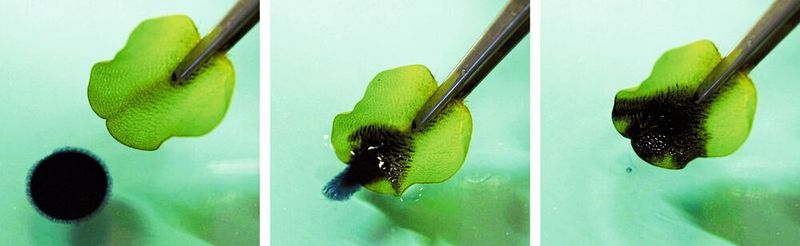 Ein Rohöltropfen auf einer Wasseroberfläche wird sekundenschnell von einem Blatt des Schwimmfarnes Salvinia adsorbiert und aus dem Wasser gezogen.