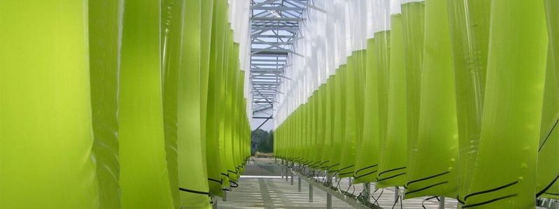 Windcloud-Partner Novagreen züchtet Algen, die Kohlenstoffdioxid abbauen. Eine Anlage soll auf dem Dach des geplanten Rechenzentrums Platz finden.