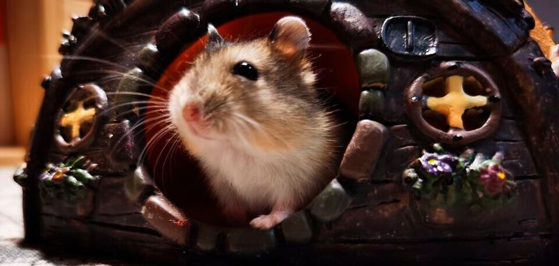 Das aus 768 neuromorphen Loihi-Chips bestehende Computersystem Pohoiki Springs verfügt über das äquivalent von 100 Millionen Neuronen, was in etwa dem Gehirn eines Hamsters entspricht.