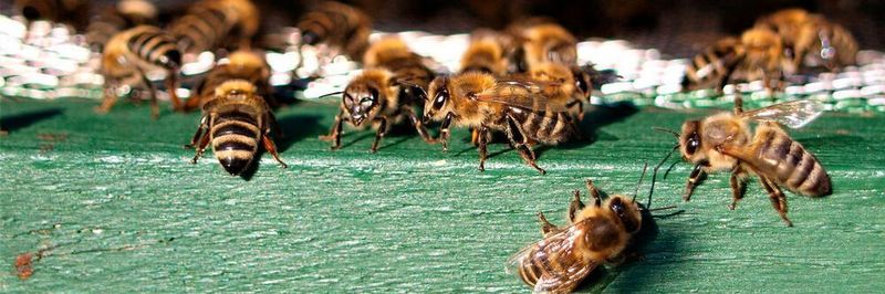 Maschinen, Anlagen oder Geräte können über das betont "schlanke" Netzwerkprotokoll MQTT miteinander kommunizieren. Den "Bienenstock" stellt der MQTT-Server (Broker) dar.