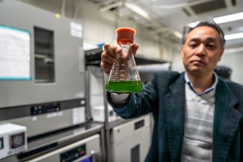 Mazda, die Hiroshima University und das Tokyo Institute of Technology erforschen Kraftstoff aus Mikroalgen.