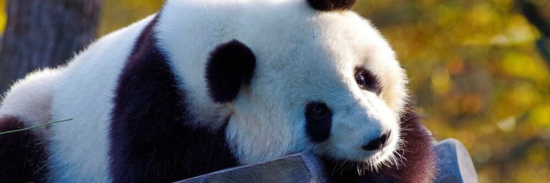 Da hilft auch der Pandabär nicht mehr: Chinesische Telekommunikationskonzerne wie China Telecom, China Unicom und Pacific Networks findet die Federal Communications Commission (FCC) ganz und gar nicht zum knuddeln.