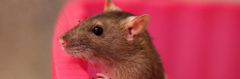 Ratten sind possierliche Tiere - doch werden sie rasch zum Fall für den "Kammerjäger".