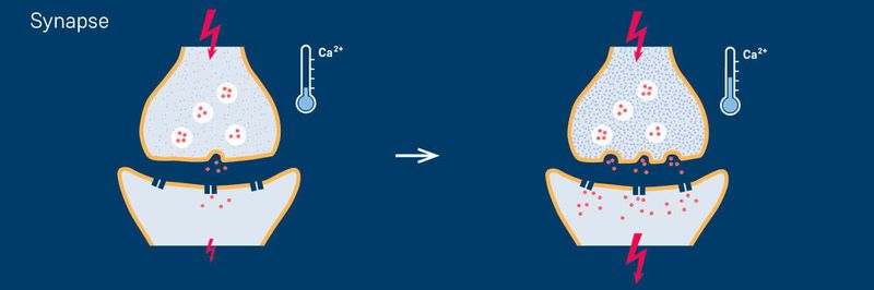 Memristoren: Memristive Elemente bieten großes Potenzial für neuro-inspirierte Computer nach dem Vorbild des Gehirns. Die Bauelemente sind lernfähig, ähnlich wie eine Synapse des biologischen Nervensystems.
