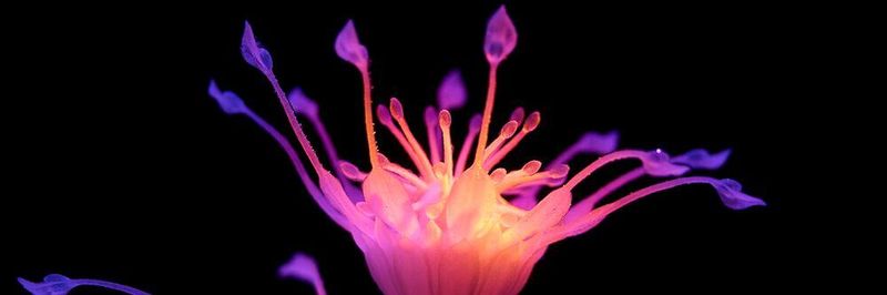 2020 steht die Purmundus Challenge unter dem Motto 'Geometrie und Material in Harmonie'. Mehr zu den hier gezeigten 'Hydrophytes', die zu den Gewinnern 2019 zählten, finden Sie in der Bildergalerie.