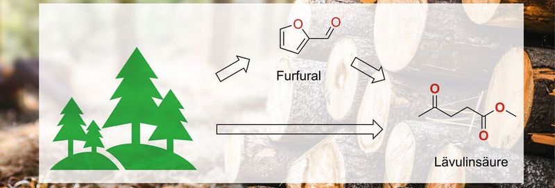 Abb. 1: Holz als Rohstoffquelle für Lävulinsäure