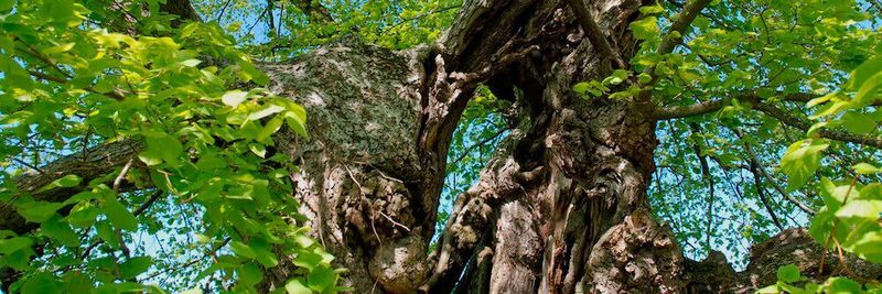 Innerhalb der schnelllebigen IT zeigte sich die x86-Architektur in den letzten 40 Jahren standhaft wie ein Methusalem-Baum
