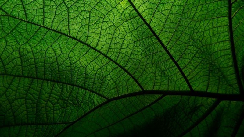 Laubblätter und Solarzellen haben viel gemeinsam, weshalb Forscher versuchen, aus Blättern effiziente und günstige Elektroden herzustellen.