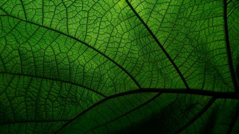 Laubblätter und Solarzellen haben viel gemeinsam, weshalb Forscher versuchen, aus Blättern effiziente und günstige Elektroden herzustellen.