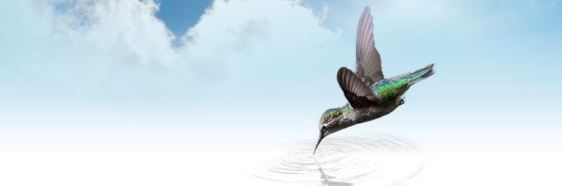 „Flutter“ ist Englisch für „Flattern“. Kolibris sind für ihren schnellen Flügelschlag bekannt. Google und die „Ubuntu“-Company Canonical hoffen auf einen großen und schnellen Erfolg der nun erfolgten Linux-Adaption von Flutter.