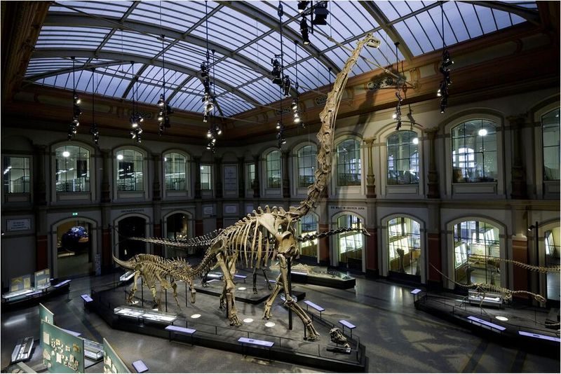 Der momentane Aufbau des Sauropoden in der Haupthalle des Museums für Naturkunde in Berlin.
