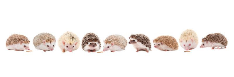 Im neuen Partnerprogramm versammelt Hersteller Igel alle Technologiepartner in einem neuen Ökosystem.
