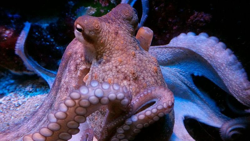 Das von Tintenfischen inspirierte Material könnte das Forschungsgebiet der Soft Robotik revolutionieren. Da es jeden Schaden rückgängig machen kann, ermöglicht es viele Anwendungen in einer Welt, in der Roboter mit dynamischen und unvorhersehbaren Umgebungen zurechtkommen müssen.