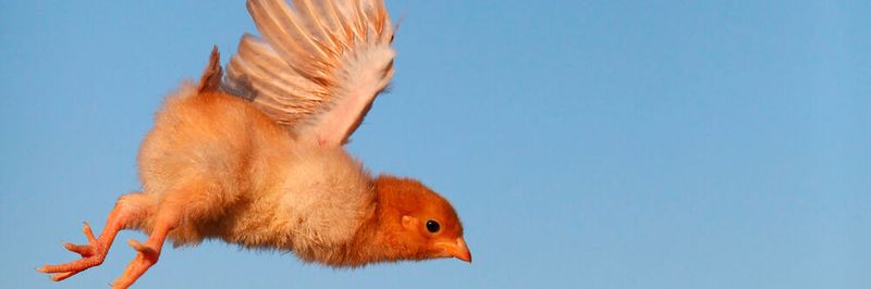 Rhetorische Frage: Ist es besser als Eagle abzuheben oder als Chicken am Boden zu bleiben?