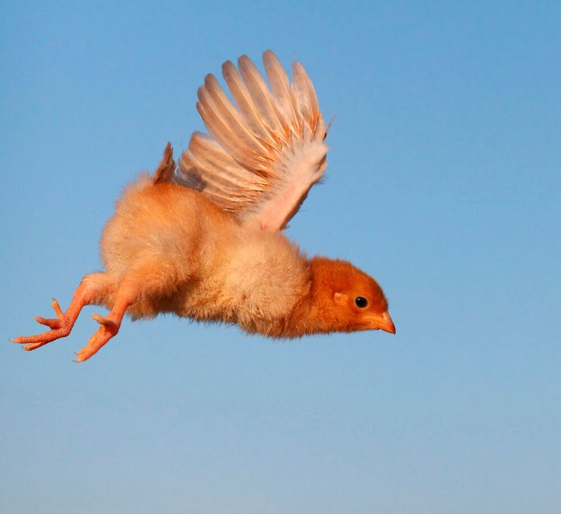 Rhetorische Frage: Ist es besser als Eagle abzuheben oder als Chicken am Boden zu bleiben?