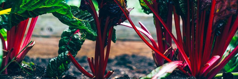 „SAP Gardener“ basiert auf „Kubernetes“ und ermöglicht Unternehmen, ihre Workloads kontinuierlich neu zu erfinden, um auf die Anforderungen zeitnah zu reagieren.