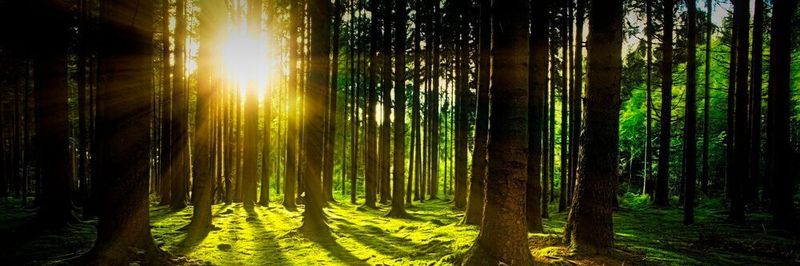 Rohstoff Holz: Mit Sensoren ausgestattet lassen sich künftig die Vitalparameter von Bäumen überwachen.