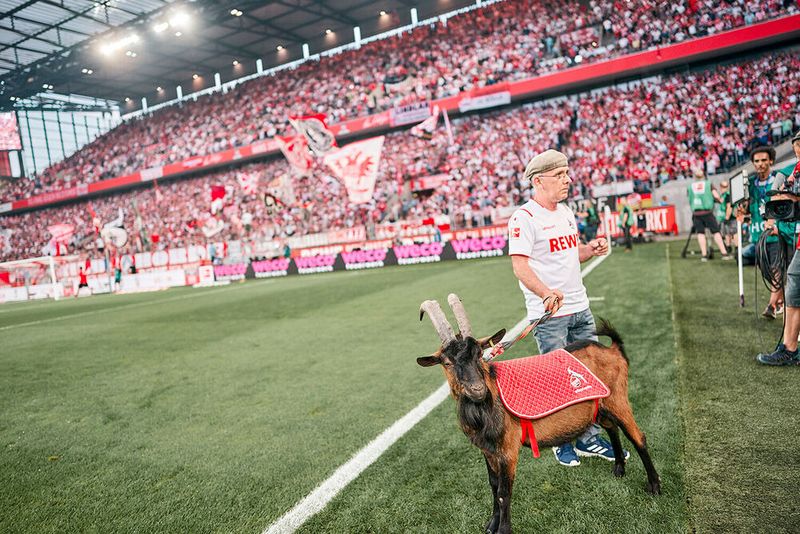 Volle Stadionränge, die Hennes und dem 1. FC Köln zujubeln, könnten aufgrund der Corona-Pandemie wohl noch länger ein unerfüllter Wunsch von Fans und Vereinen bleiben, daher sollten sich letztere dringend mit den Möglichkeiten digitaler Kundenerlebnisse befassen.