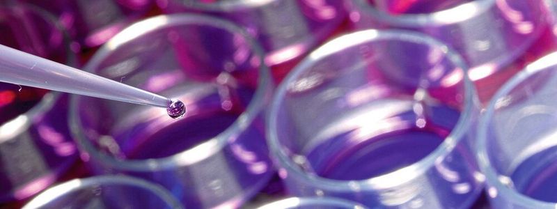 Zellbasierter Assay zur Identifizierung von Immunmodulatoren.