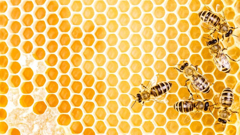 Die Natur als Vorbild: Die Struktur von Bienewaben inspirierte Wilhelm Maybach. Statt wie zu Anfang setzte er ab 1900 seinen „Röhrchenkühler“ nach Form und Muster von Bienenwaben zusammen.
