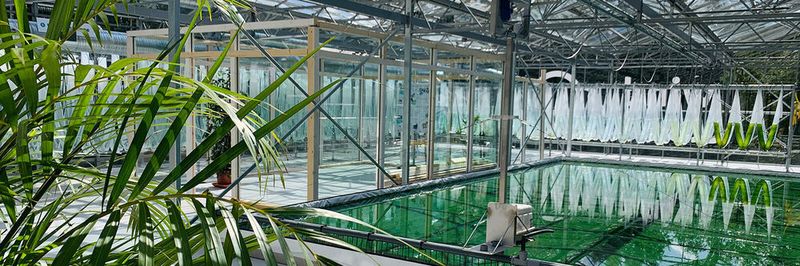 In Kooperation mit Novagreen ist auf dem Dach des Datacenter von Windcloud 4.0 eine Algenfarm entstanden, die die im laufenden Betrieb entstehende Abwärme aus dem rechnerraum unmittelbar verwendet.