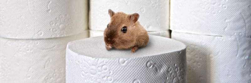 Wie sehr die Deutschen mit einem zweiten Lockdown rechnen, merkt man derzeit daran, dass unter anderem wieder Toilettenpapier gehamsert wird.