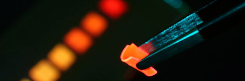The newly developed solar concentrator when irradiated with blue LED light: The polymer material is so flexible that it can be bent with tweezers.