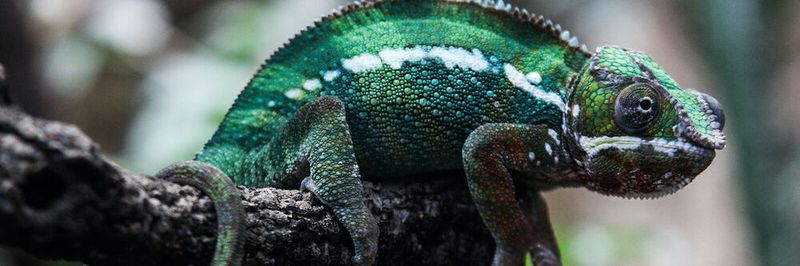 Das Tier im Suse-Logo ist ein Chamäleon. Diese sind laut Wikipedia eine Familie der Leguanartigen innerhalb der Schuppenkriechtiere.