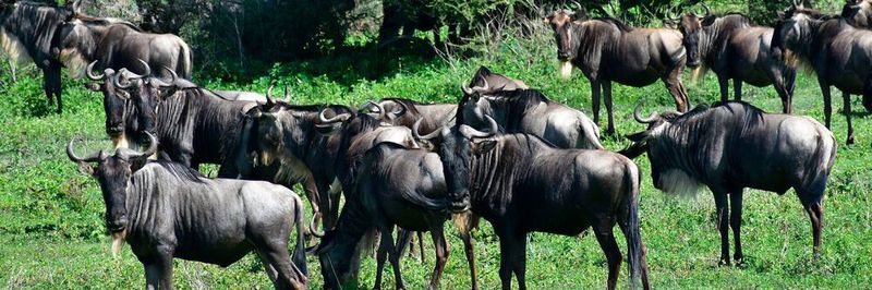 Die hinter der GNU-Lizenz stehende Free Software Foundation tritt für die Rechte der Softwarenutzer ein.