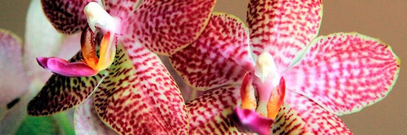 Die „Orchidee“ Quantenrechner : Aus Exoten werden Elemente unserer Alltagswahrnehmung.
