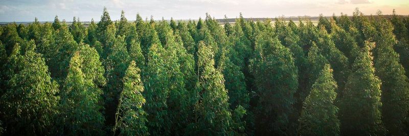 Zu viele Richtlinien und zu viele Anwendungen: Mitarbeiter sehen dabei den Wald vor lauter Bäumen nicht mehr. Ein Digital Brand Hub kann hier Abhilfe schaffen.