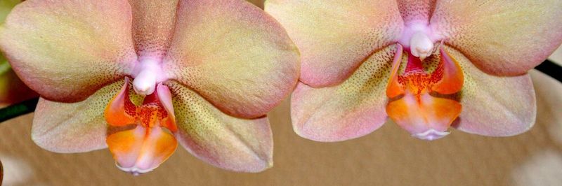 Doppelgänger gibt es nicht nur in der Natur, sondern auch in der Technik: Die so genannten Digitalen Zwillinge ahmen mittels Software physische Konstrukte nach