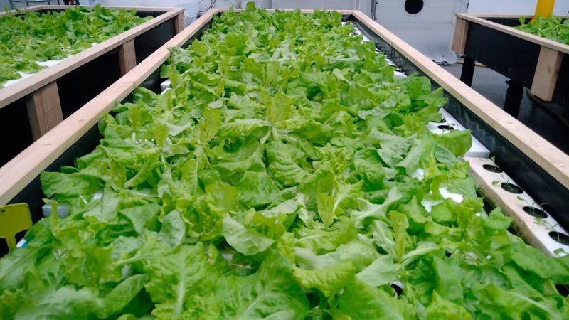 Das gereinigte nährstoffreiche Abwasser der Kläranlage wird in EVOBIO für den hydroponischen Anbau von Salat genutzt.