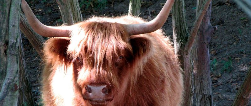 „Longhorn“ bezeichnet mehere Rinderarten; es gibt schottische Langhörner, wie hier das Hochlandrind auf dem Bild, texanische, englische .... außerdem war es einmal ein Codename für ein Microsoft-Projekt und ist der CNCF-Projektname Kubernetes-nativen Speicherns.