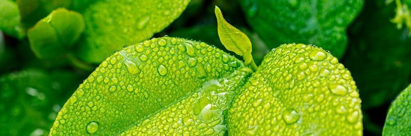 The SPECTROGREEN is ideal for routine analysis in the environmental, agricultural, consumer protection, pharmaceutical, chemical/petrochemical and food sectors.