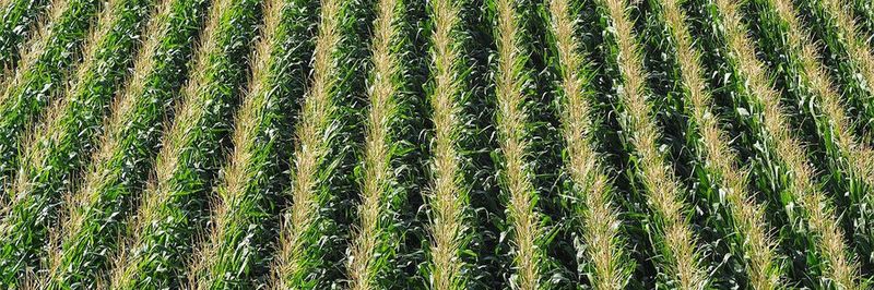 Schön strukturiert, doch die Monotonie von Monokulturen ist das Gegenteil von lebendiger Vielfalt. Die Gefahren sind aus der Landwirtschaft bekannt.