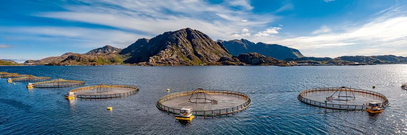 Mittlerweile stammen rund 90% der Lachse in unseren Kühlregalen aus Aquakulturen, also künstlichen Zuchtbecken in Flüssen und Meeren. In Deutschland kommen die meisten Lachse aus Norwegen. Bis zu 200.000 Lachse tummeln sich in einem Zuchtbecken. (Symbolbild)