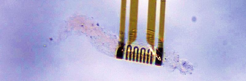 Dank Sensoren und künstlicher Muskeln im Mikrobereich kann künftige Mikroelektronik komplexe Formen annehmen und so zum Beispiel bioneurale Interfaces mit empfindlichem biologischen Gewebe herstellen, ohne Schäden zu verursachen.