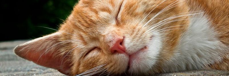Anders als bei Schrödingers Katze lässt sich bei diesem Siesta haltenden Stubentiger sagen, dass er eindeutig auf der Seite des Lebens ist.