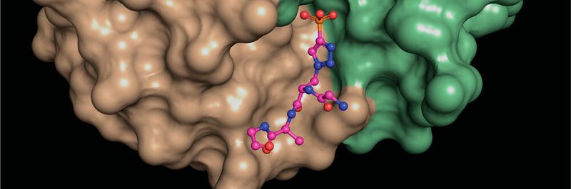 A structural snapshot of a phosphohistidine analogue (ball and stick model) nestled at the interface between different areas (green, brown) of a phosphohistidine antibody.